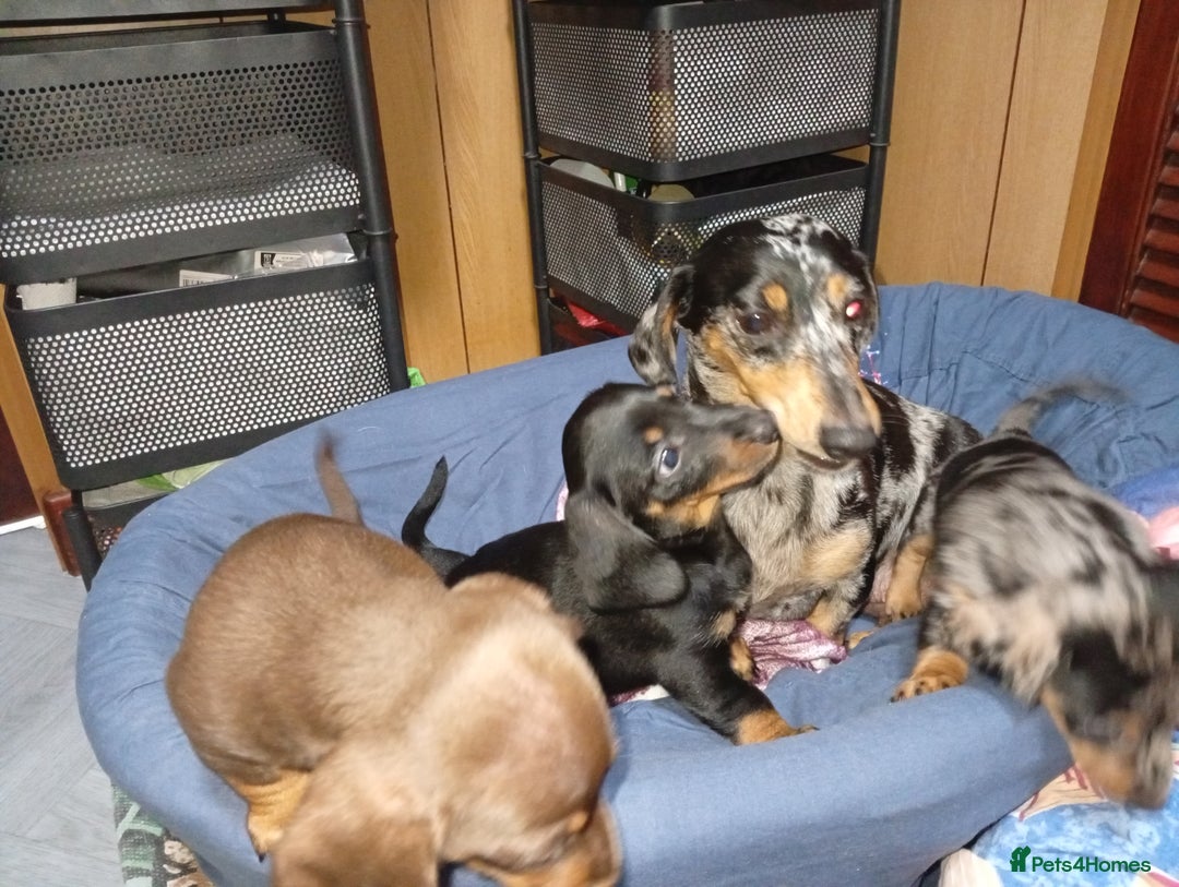 Dachshund dogs for sale: Stunning litter of 4 - Image 1