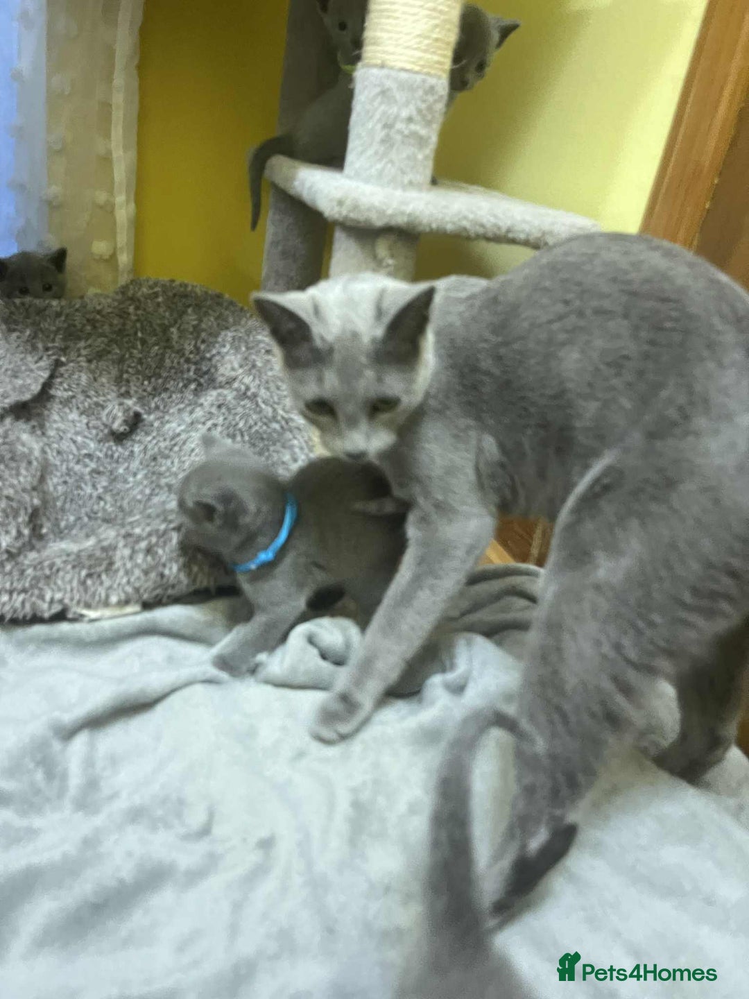 Russian Blue cats for sale: TICA REGISTERED Pure Breed Russian Blue Kittens - Advert 2