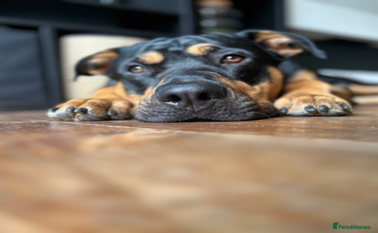Mixed Breed dogs - Advert 9