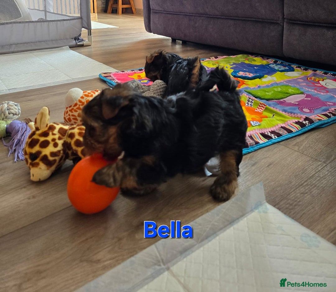 Yorkshire Terrier dogs for sale: Miniature Yorkshire Terrier Puppies - Image 21