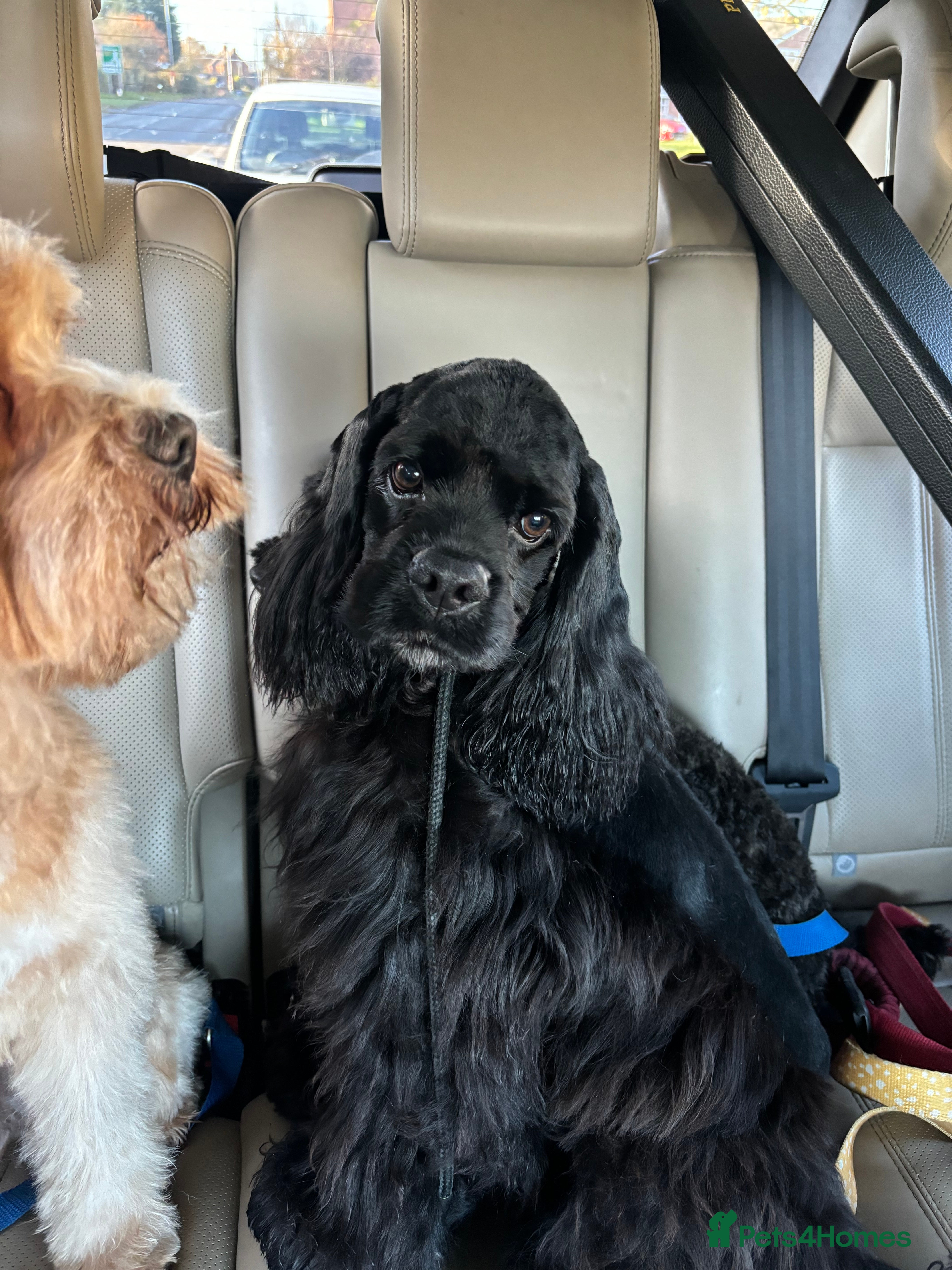 American Cocker Spaniel dogs KC PROVEN American Cocker Spaniel Stud (0.1% COI) - Advert 1