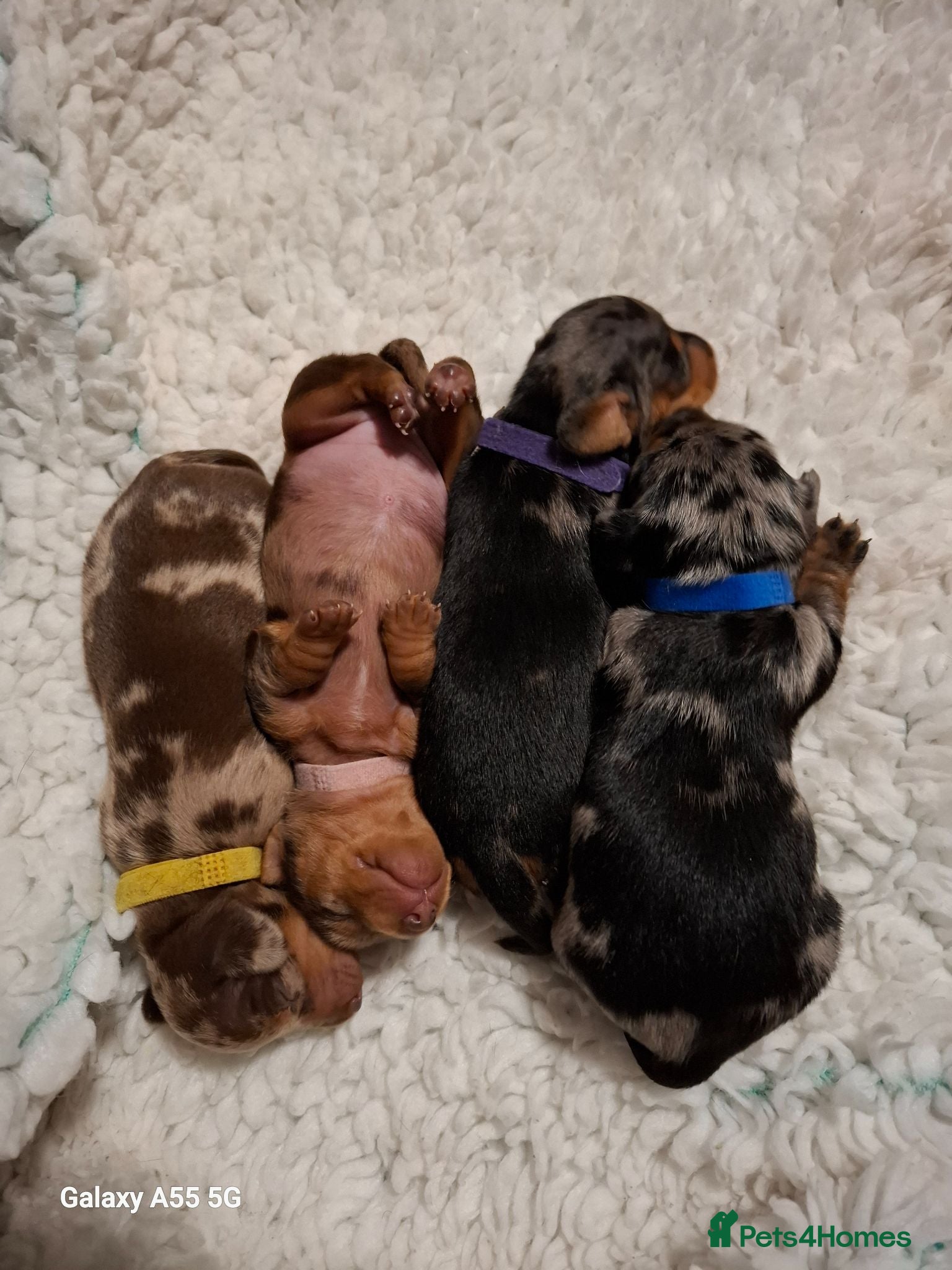 Miniature Dachshund dogs Stunning Miniature Smooth Haired Dachshund Puppies - Advert 18
