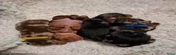 Miniature Dachshund dogs for sale: Stunning Miniature Smooth Haired Dachshund Puppies - Advert 8