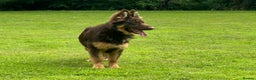 German Shepherd dogs for sale: Rare colours straight backed german shepherds - Advert 22