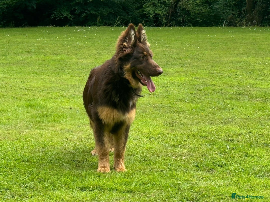 German Shepherd dogs for sale: Rare colours straight backed german shepherds - Advert 22