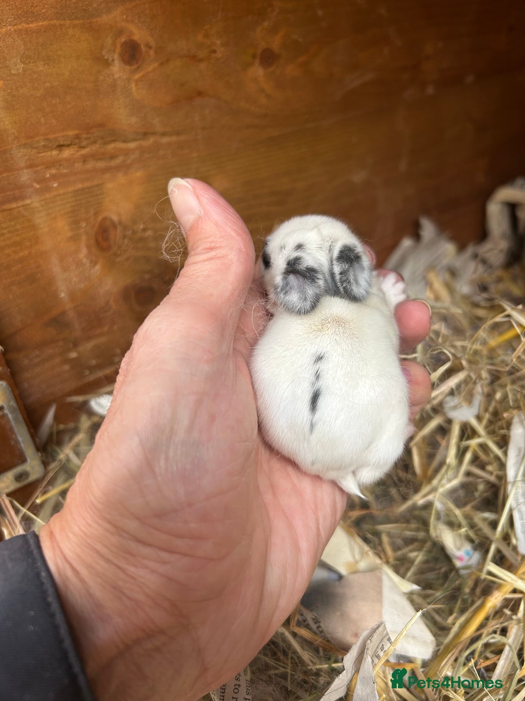 Netherland Dwarf rabbits for sale: Beautiful Mini lop and Netherland dwarf bunnies  - Advert 12