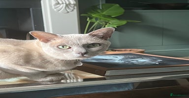 Burmese cats - Advert 2