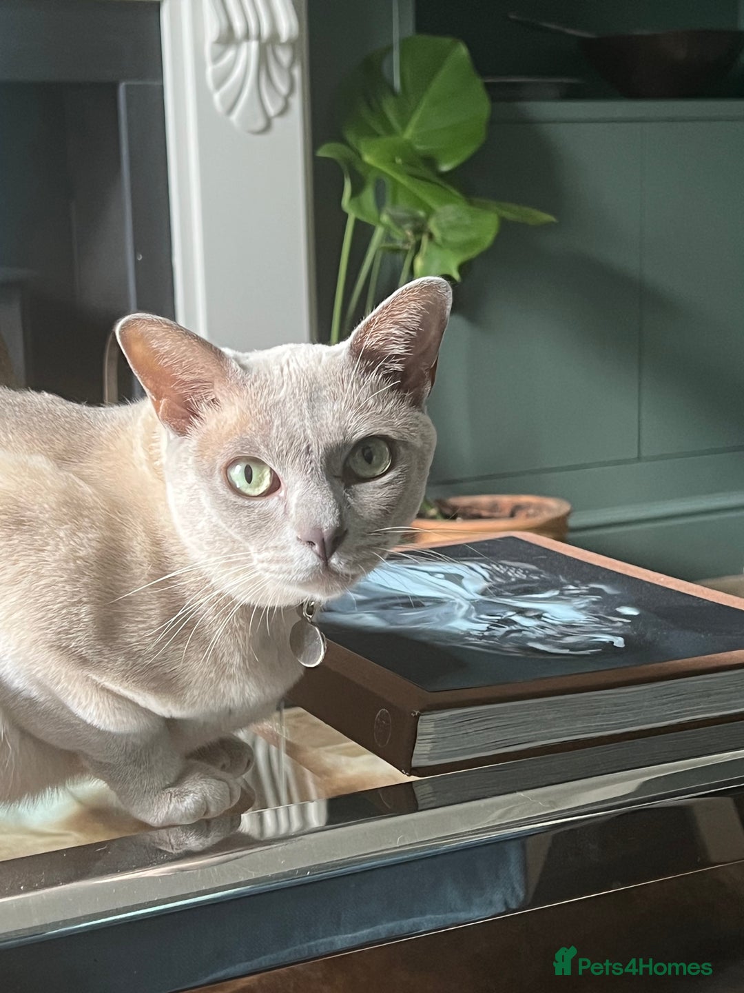 Burmese cats for sale: Noodle - Image 3