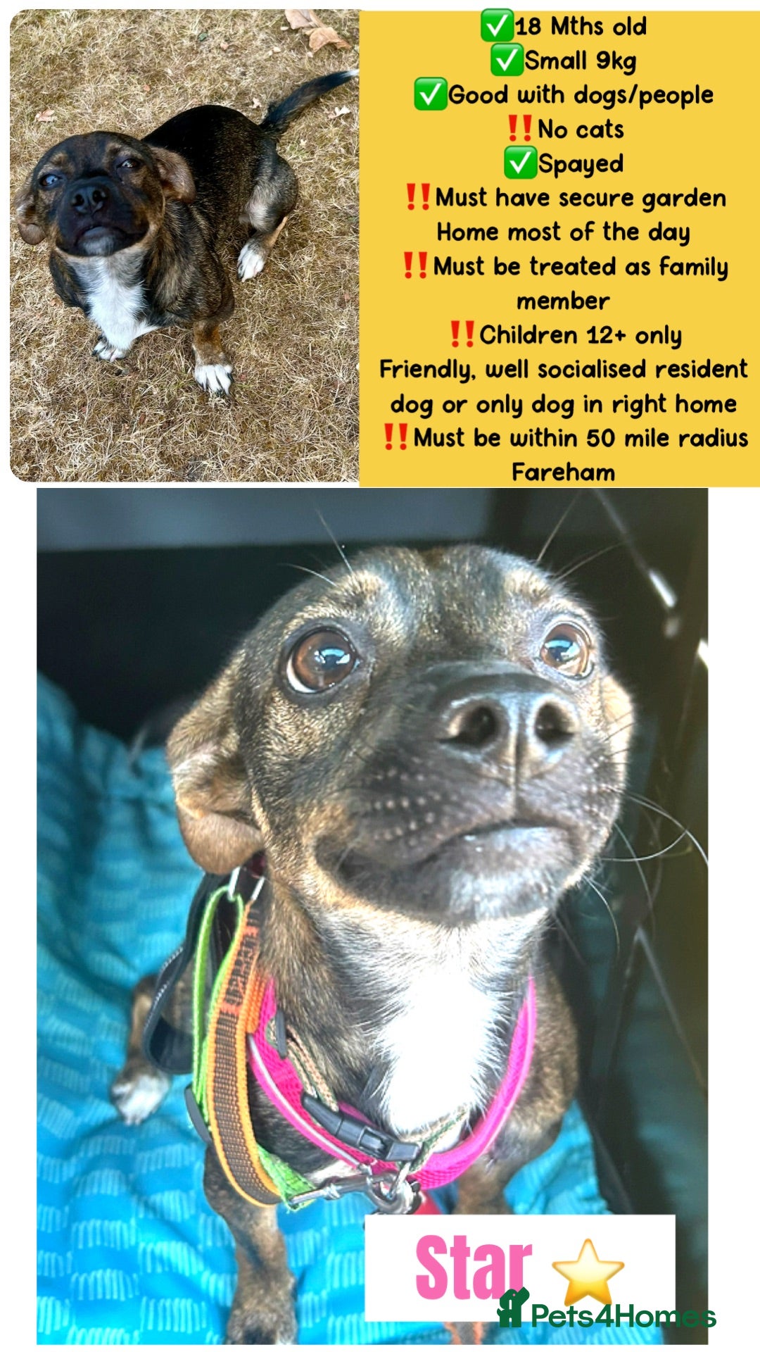 Mixed Breed dogs Star for Adoption  - Advert 8