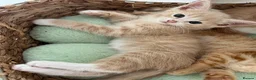 Ragdoll cats for sale: Ragdoll cross kittens  in Taunton - Advert 4