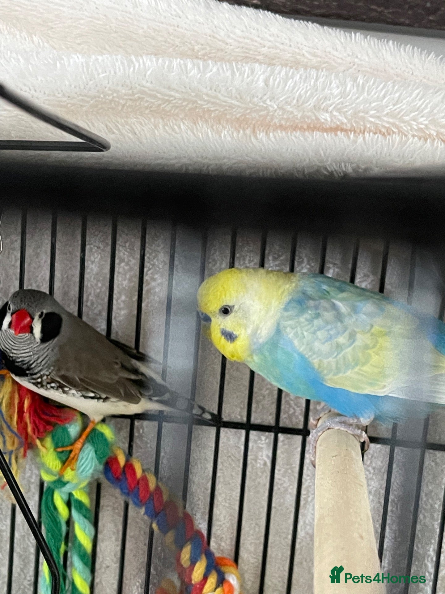 Budgerigars birds budgies and one finch - Advert 4