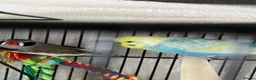 Budgerigars birds for sale: budgies and one finch - Advert 1