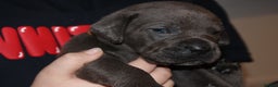 Cane Corso dogs for sale: Cane Corso Puppies from Exceptional Bloodlines, - Advert 30