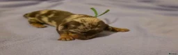 Miniature Dachshund dogs for sale: 🐾Stunning KC Reg Miniature Dachshund Puppie🐾 - Advert 17