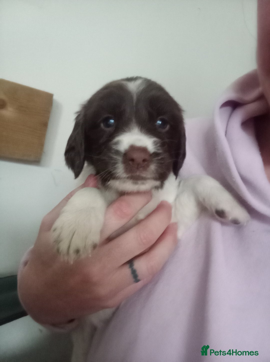 English Springer Spaniel dogs for sale: KC Reg English Springer Spaniels - 2 girls left - Advert 16