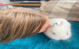 Netherland Dwarf rabbits for sale: Super friendly, super cuddly  Netherland Dwarf boy - Image 6