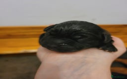 Mixed Breed dogs for sale: Douge de bordeaux x Presa Canerio  - Image 7