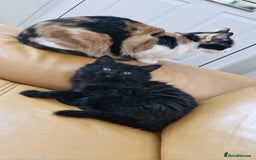 Mixed Breed cats for sale: Last boy. Possible delivery - Advert 3