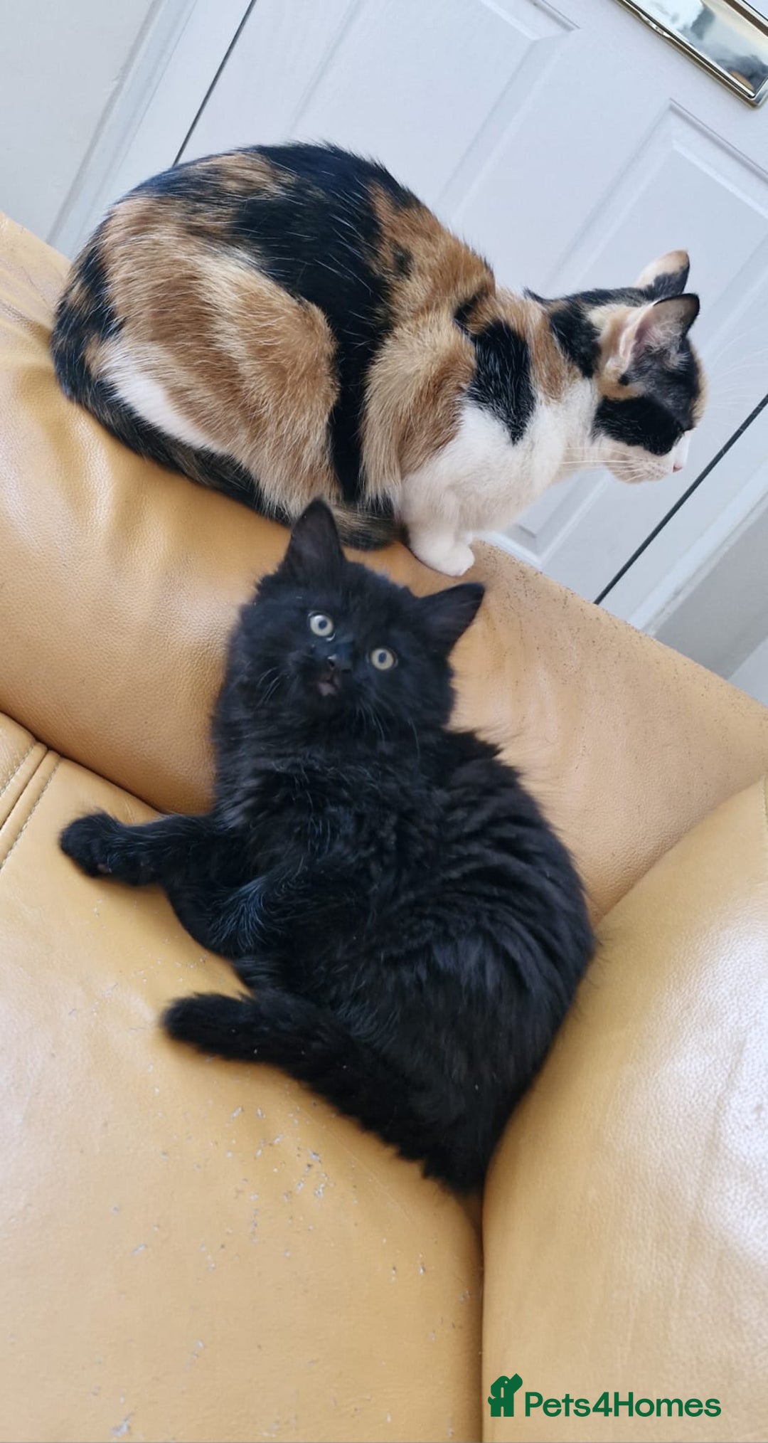 Mixed Breed cats for sale: Last boy. Possible delivery - Advert 3