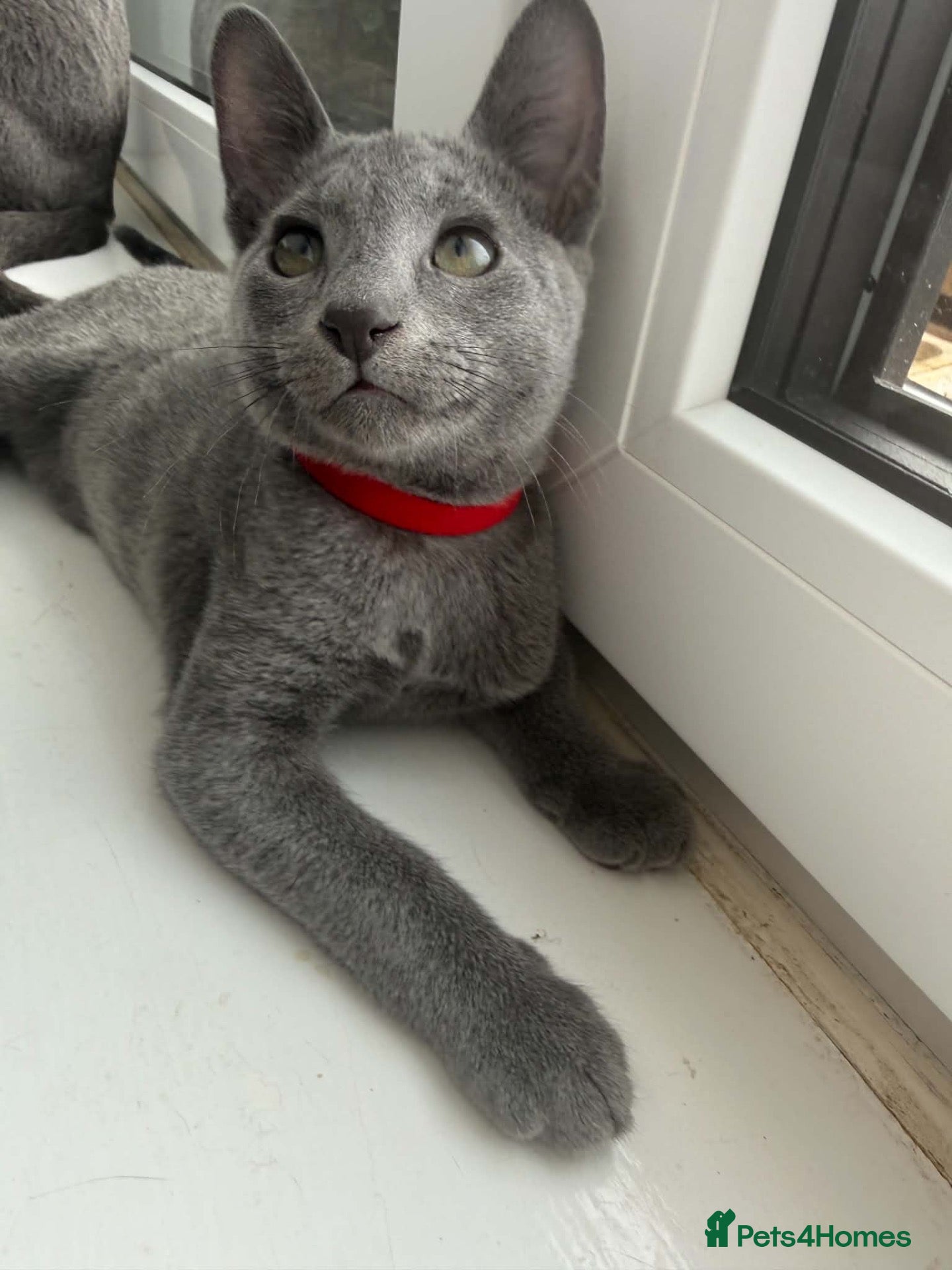Russian Blue cats TICA REGISTERED Pure Breed Russian Blue Kittens - Advert 1