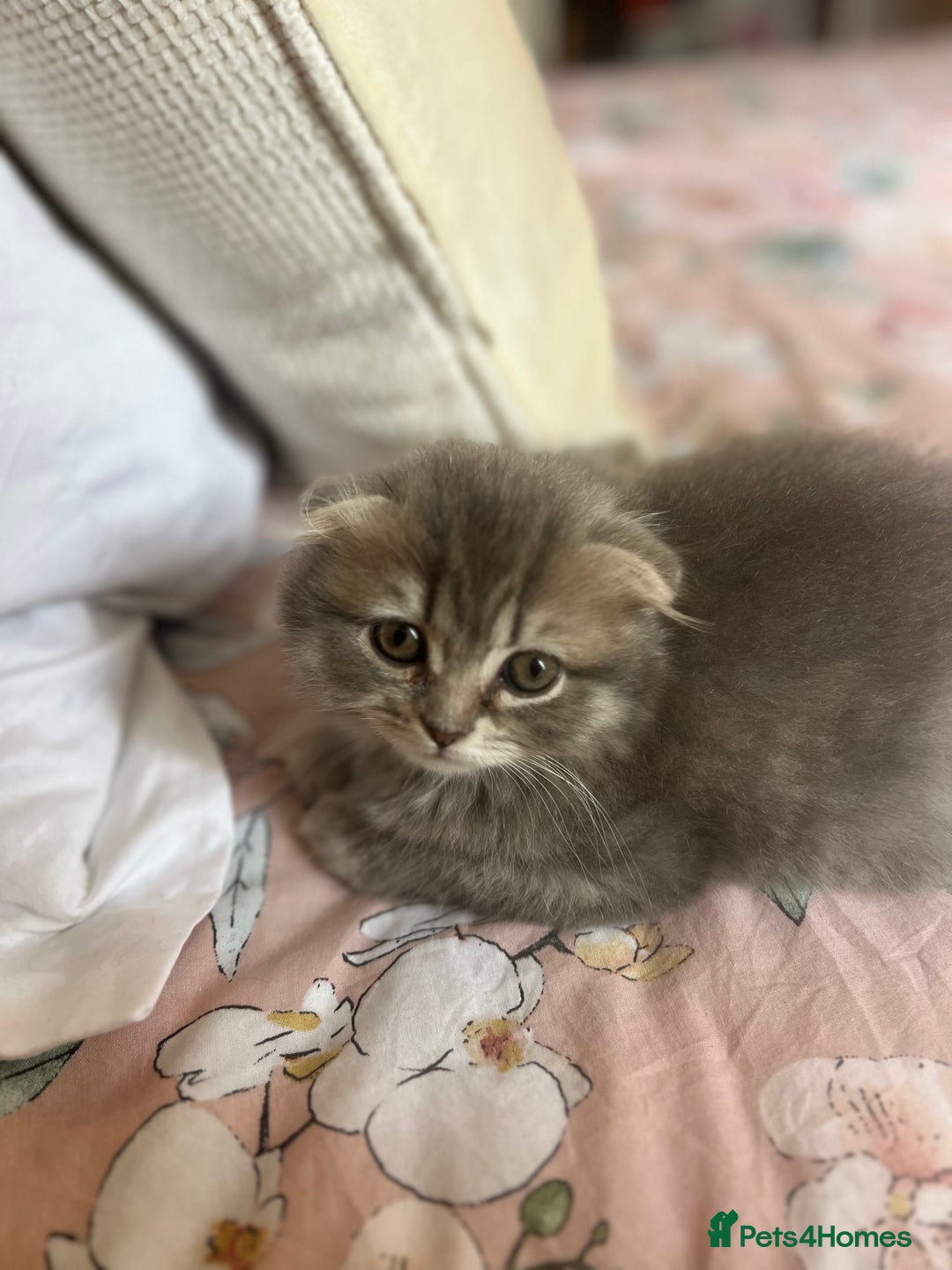 Scottish Fold cats for sale: Stunning long hair Scottish fold  - Image 9