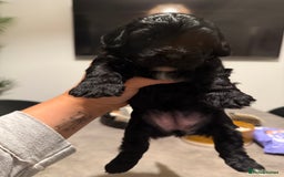 Yorkiepoo dogs for sale: Yorkiepoos - Image 30