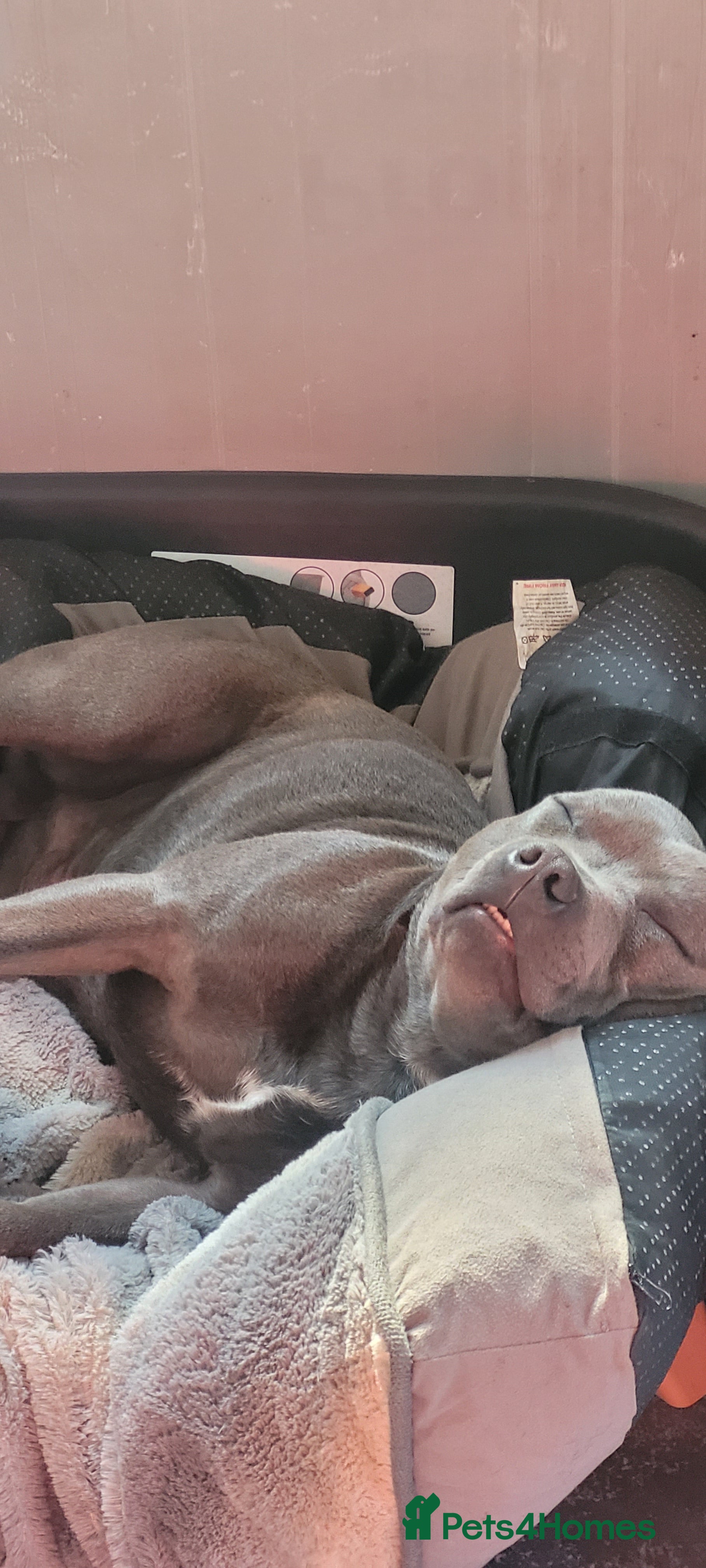 Staffordshire Bull Terrier dogs Tommy is 1year 7months - Advert 1