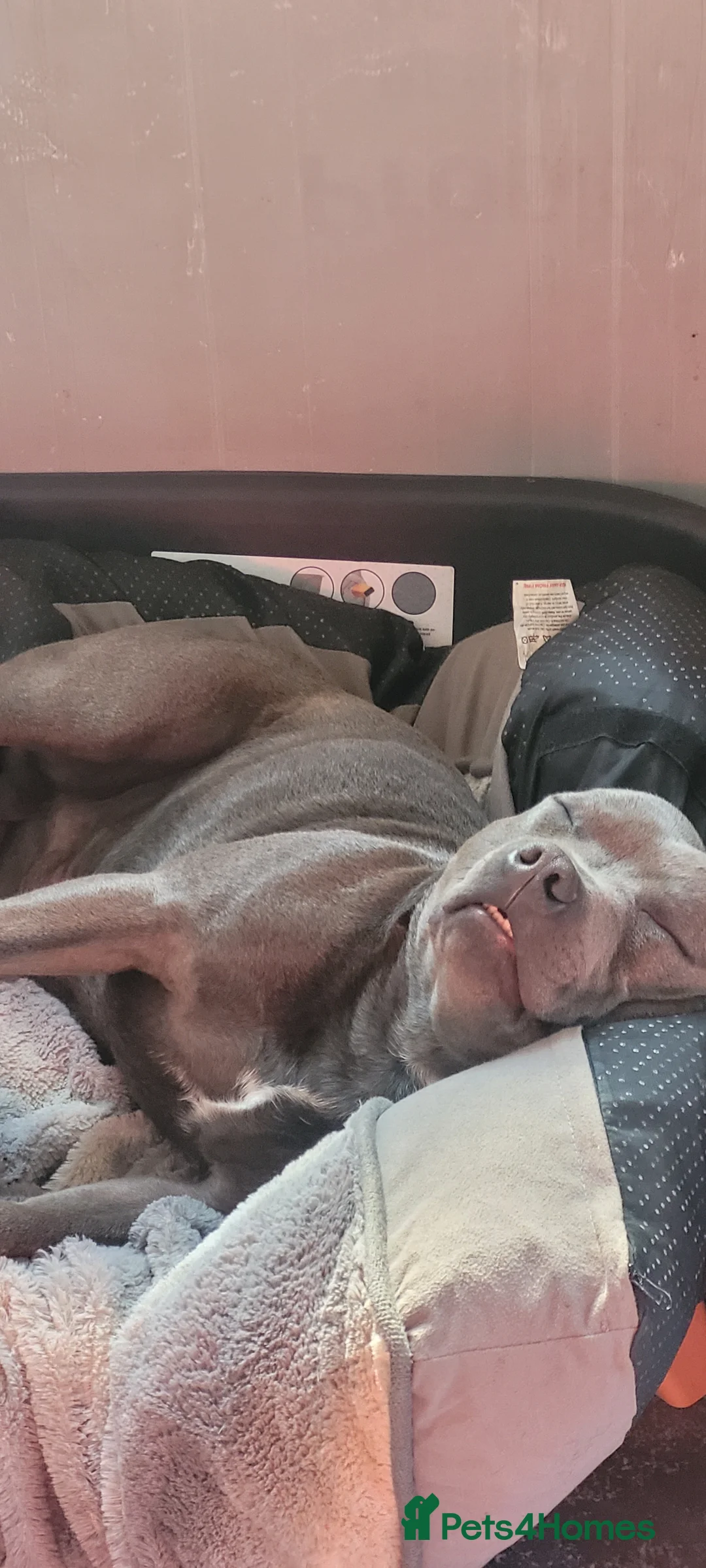 Staffordshire Bull Terrier dogs for sale: Tommy is 1year 7months - Advert 1