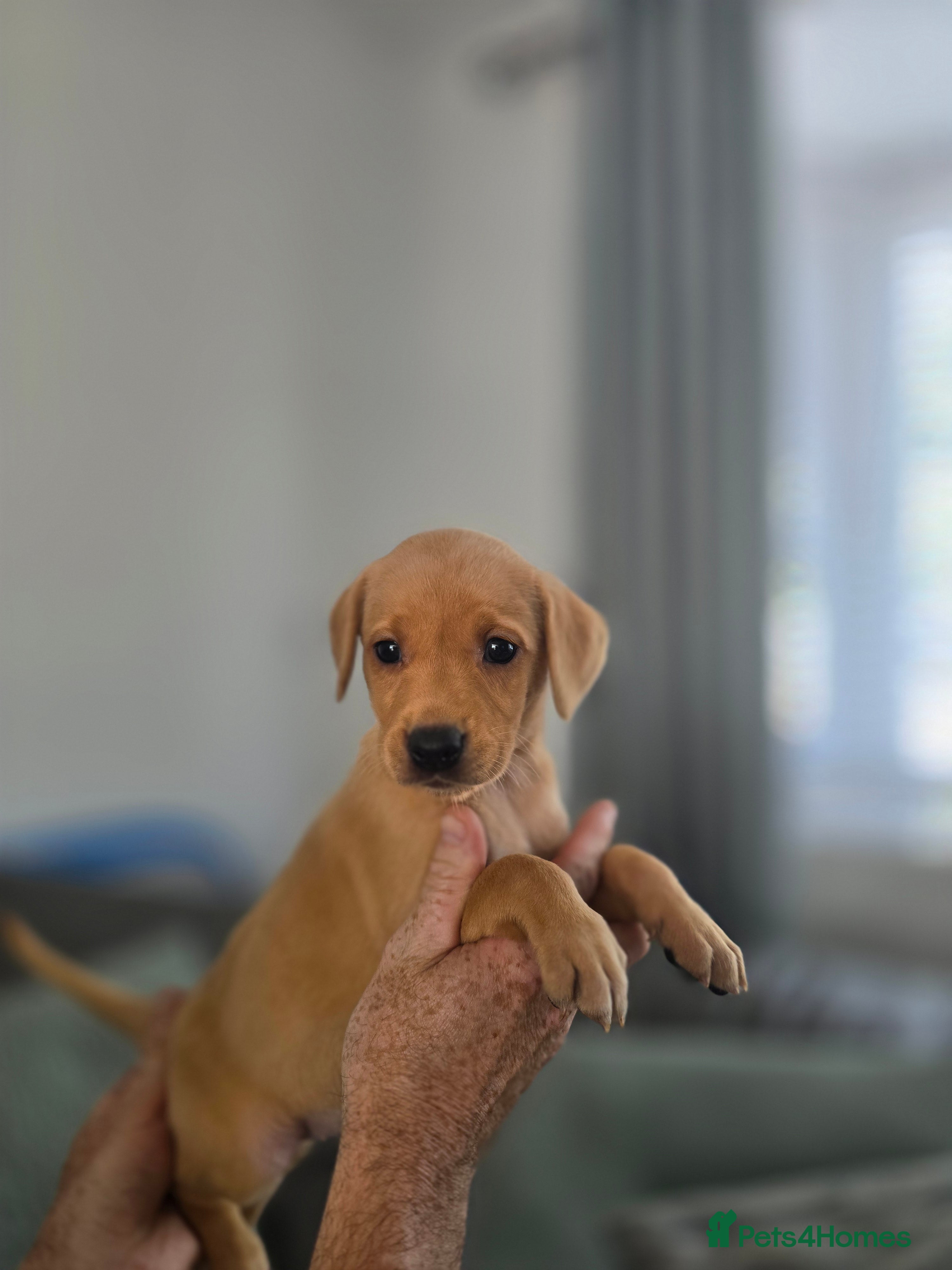 Labrador Retriever dogs Kc registered Fox red labrador puppies  - Advert 2