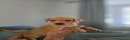 Labrador Retriever dogs for sale: Kc registered Fox red labrador puppies LAST BOYS   - Advert 27