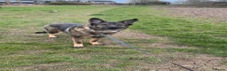 German Shepherd dogs for sale: Male German shepherd 7years - Advert 7