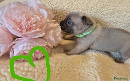 French Bulldog dogs for sale: 5* Council License breeder of 6 stunning Pups. - Image 5