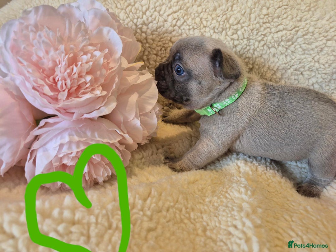 French Bulldog dogs for sale: 5* Council License breeder of 6 stunning Pups. - Image 5