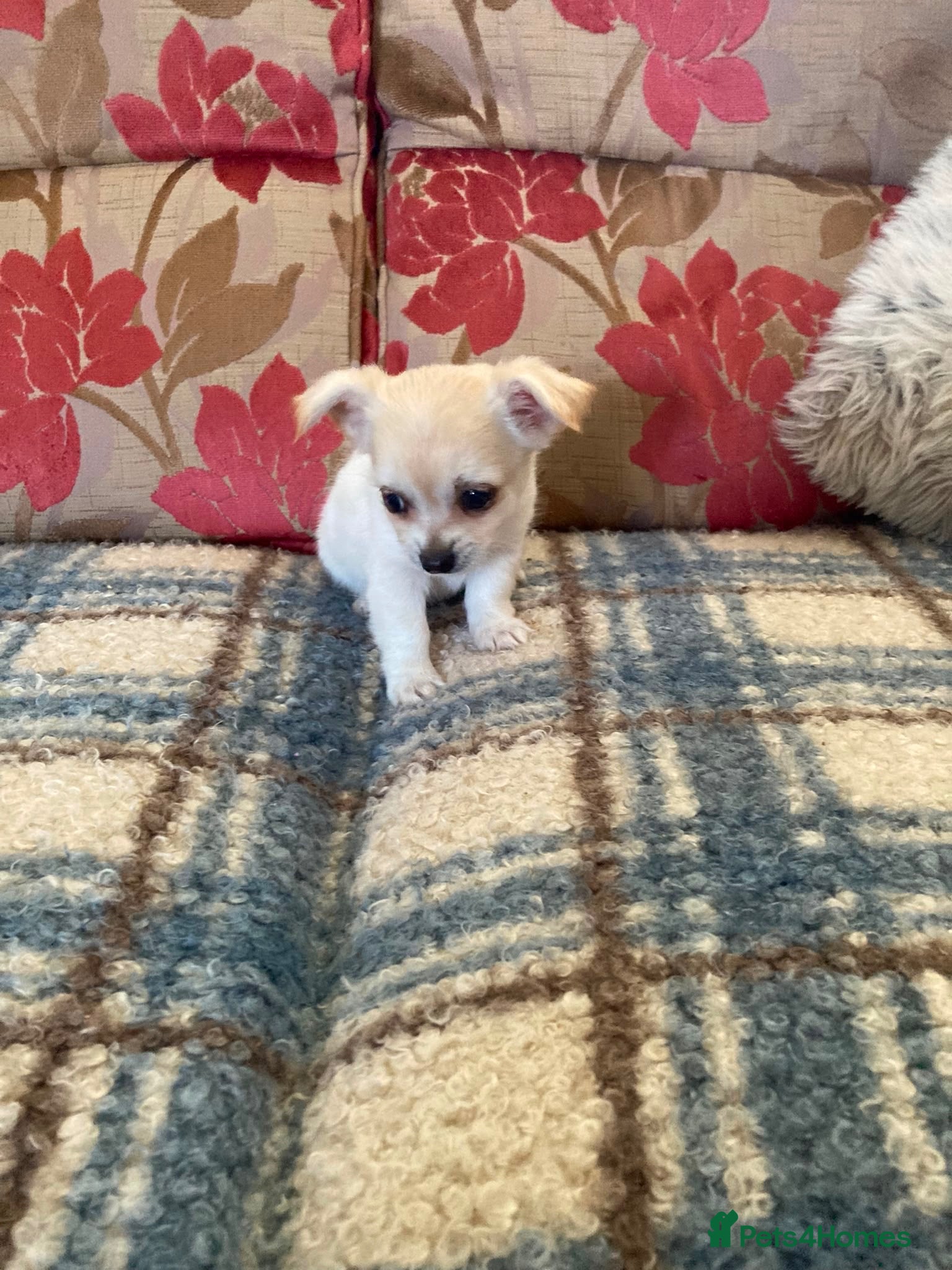 Jack Chi dogs 4 Beautiful pups - Advert 2