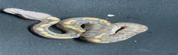 Python Snake reptiles for sale: Royals python Hatchlings  in Llanwrtyd Wells - Advert 6