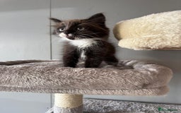 Maine Coon cats for sale: Maine coon kittens  - Image 3