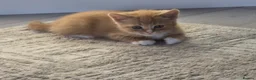 Mixed Breed cats for sale: Kittens Ready for New Homes - Advert 4