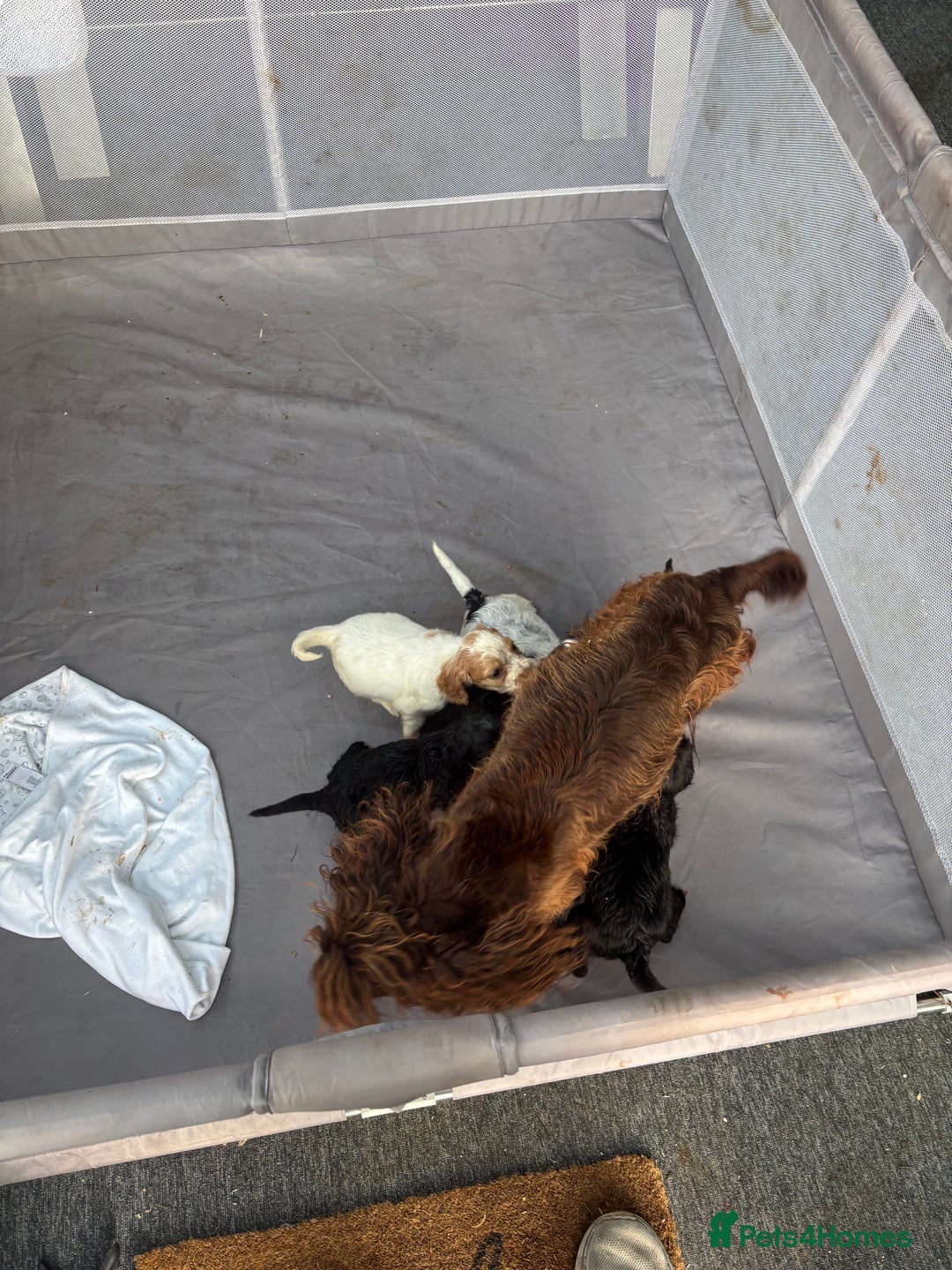 Cocker Spaniel dogs for sale: Show cocker spaniel puppies - Image 2