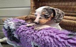 Dachshund dogs for sale: Minature Dachshund puppy,s - Image 14