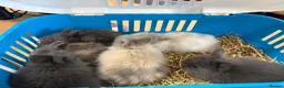 Lionhead rabbits for sale: Double mane lion lead bunny’s for sale  - Advert 15