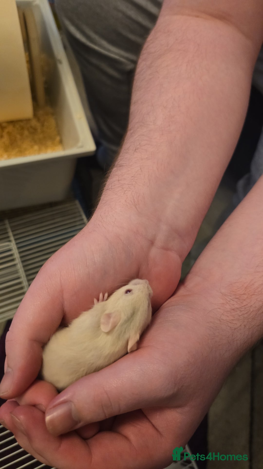 Hamster rodents for sale: Baby syrian hamsters  - Image 13