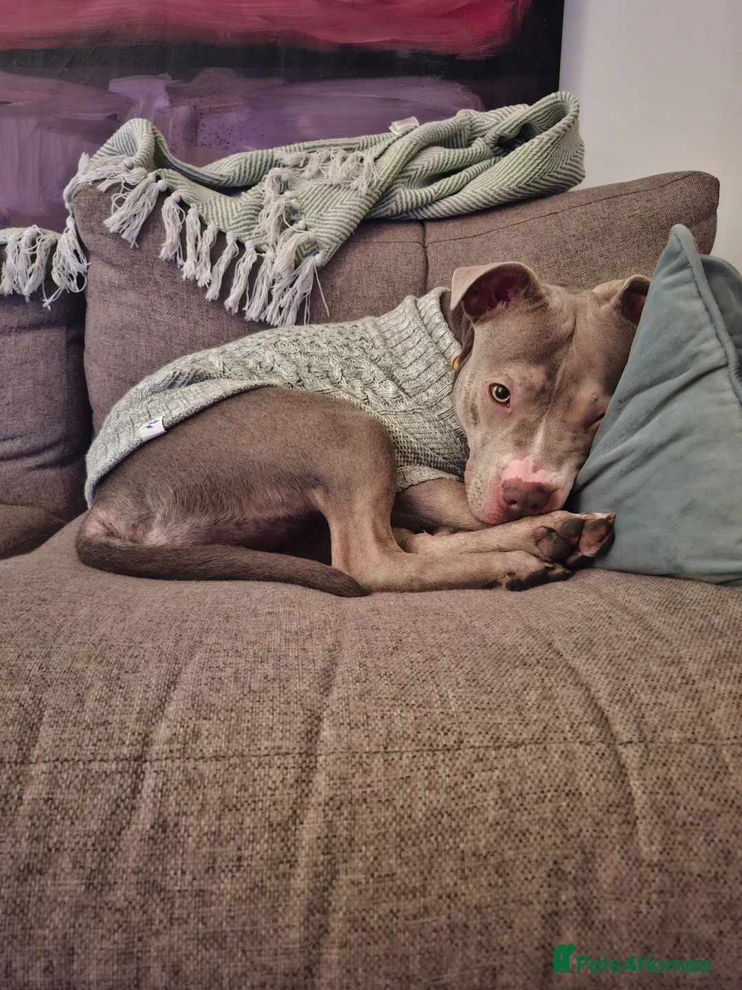 Mixed Breed dogs for sale: Staffordshire bull terrier x mix - Advert 2