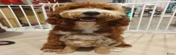Cavapoo dogs for sale: Cavapoo puppies - Advert 1