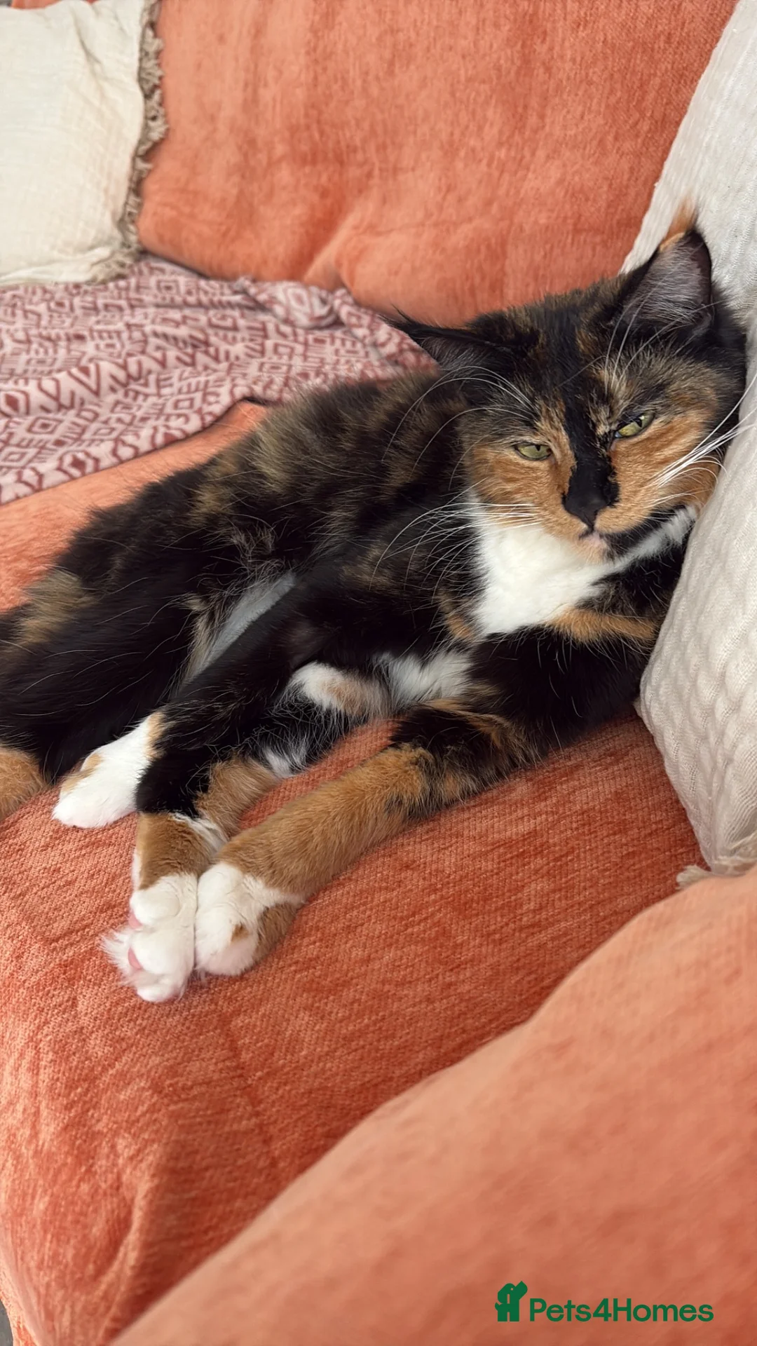 Mixed Breed cats for sale: Beautiful female cat - neutered in Loughton - Advert 4