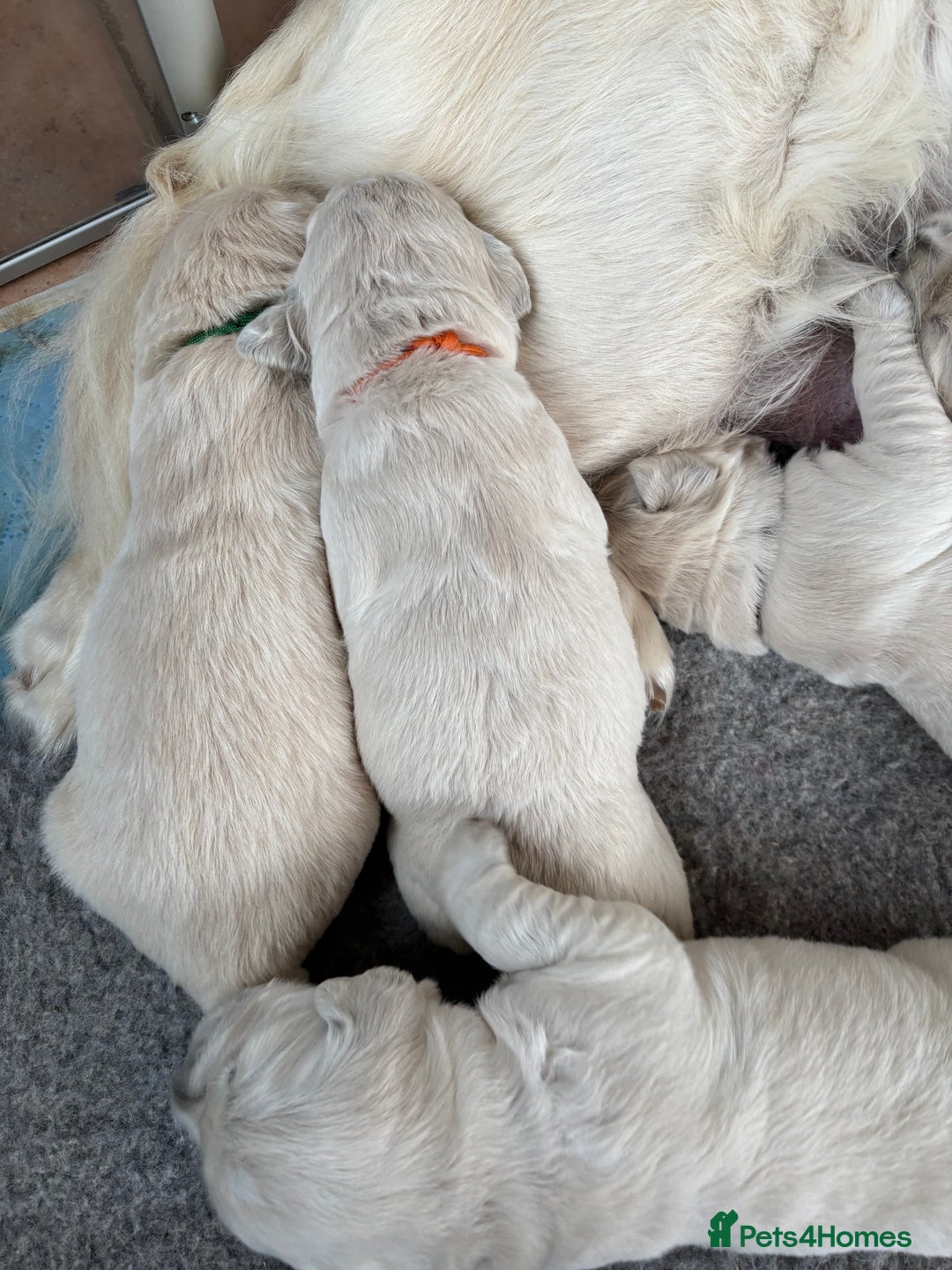 Golden Retriever dogs for sale: Kc reg golden retriever pups - Image 5