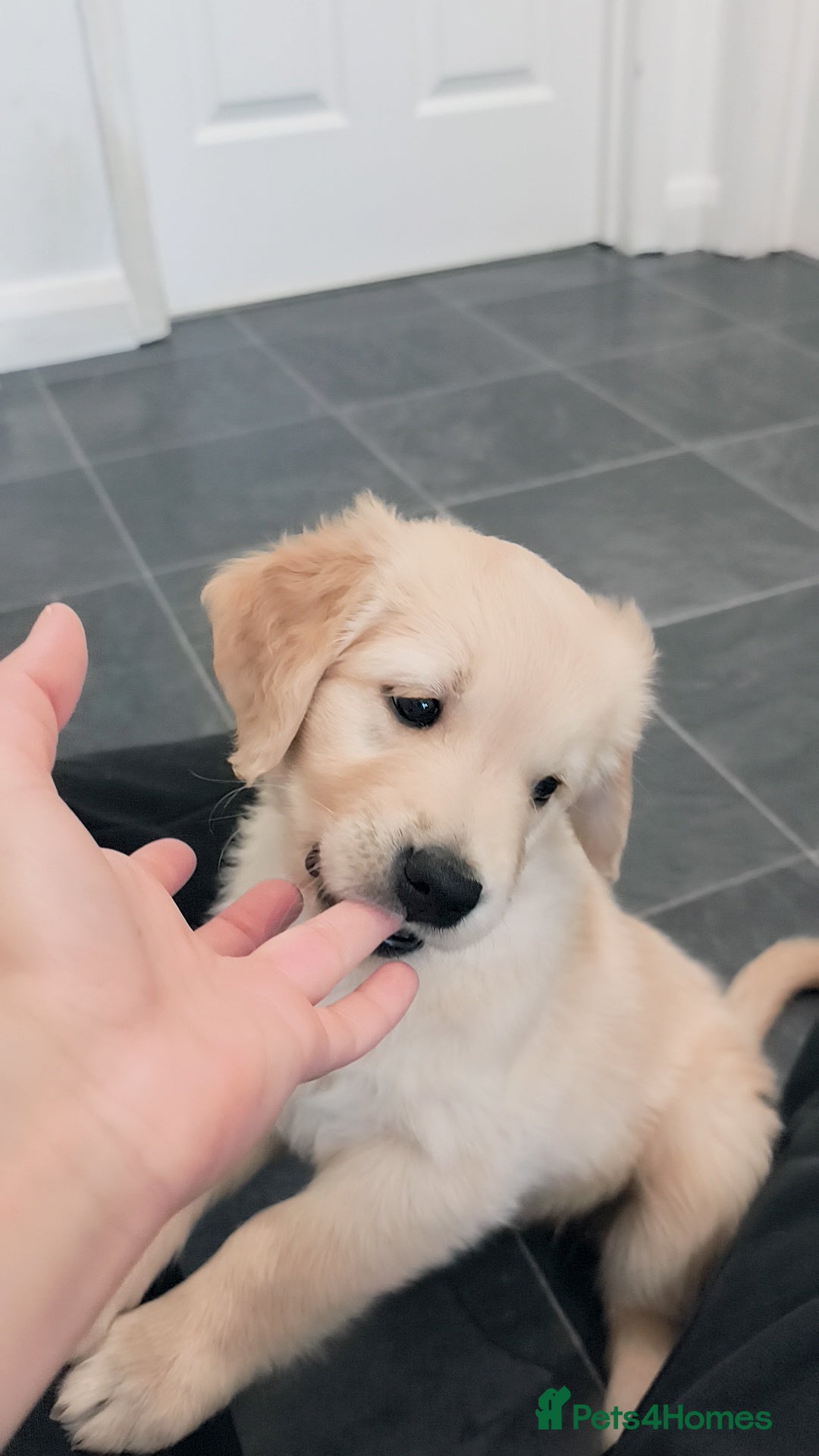 Golden Retriever dogs for sale: Gorgeous golden retriever puppies 🐕 - Advert 16