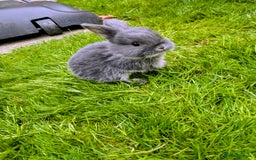Mini Lion Lop rabbits for sale: Mini Lion lop bunnies - Image 2