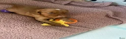 Cocker Spaniel dogs for sale: Adorable cocker Spaniel Puppy - Advert 17