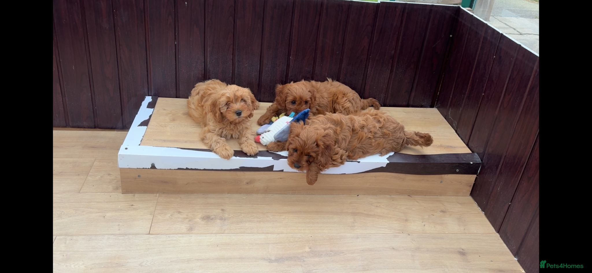 Cavapoo dogs Stunning F1 Cavapoo pups, out of DNA tested parent - Advert 1