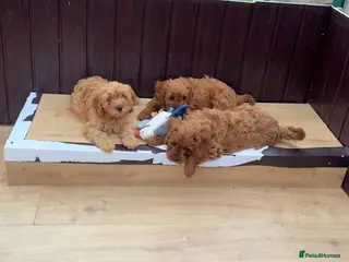 Cavapoo dogs for sale: Stunning F1 Cavapoo pups, out of DNA tested parent - Advert 1